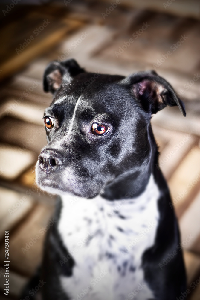 Mixed Breed dog photographed with studio strobes.