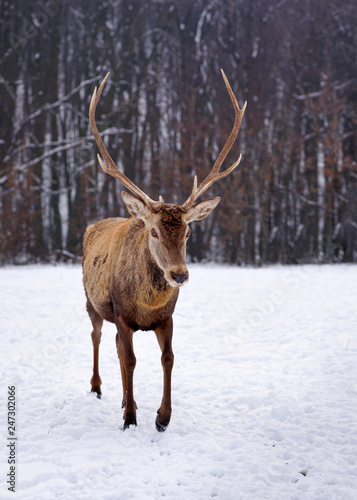 Young male red deer over the forest background in winter