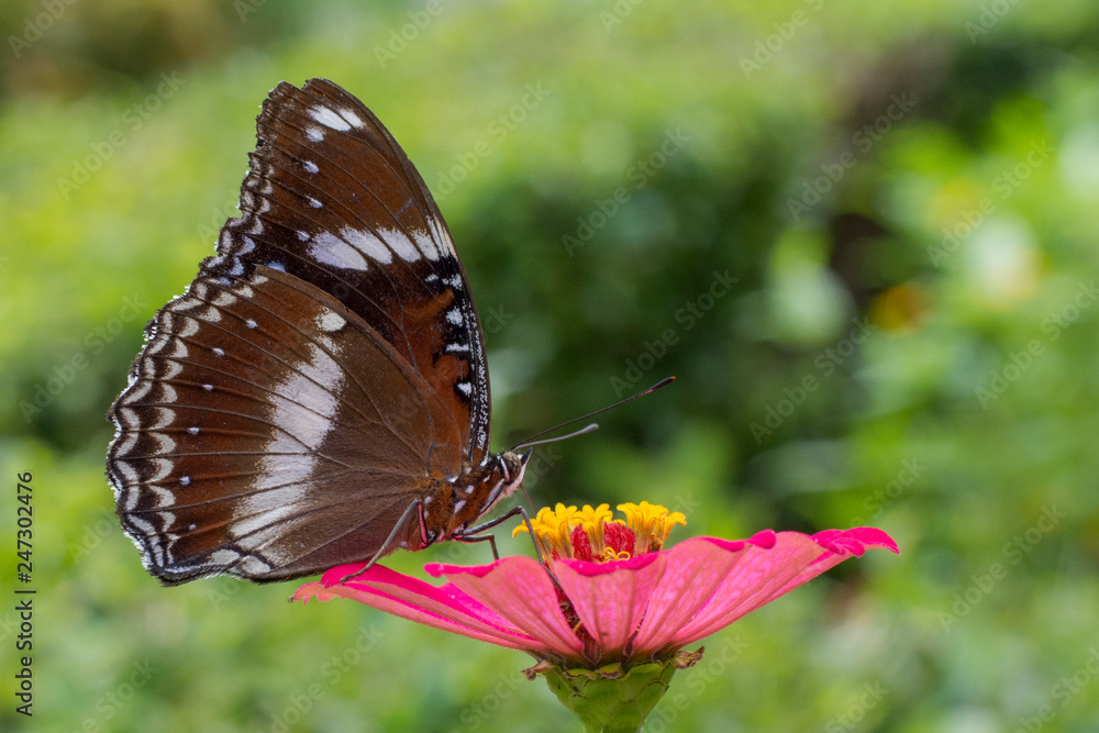 Butterflies in summer Butterflies in summer
