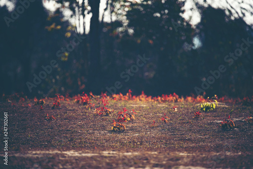red plant, flower and leaf, forest landscape © chokniti