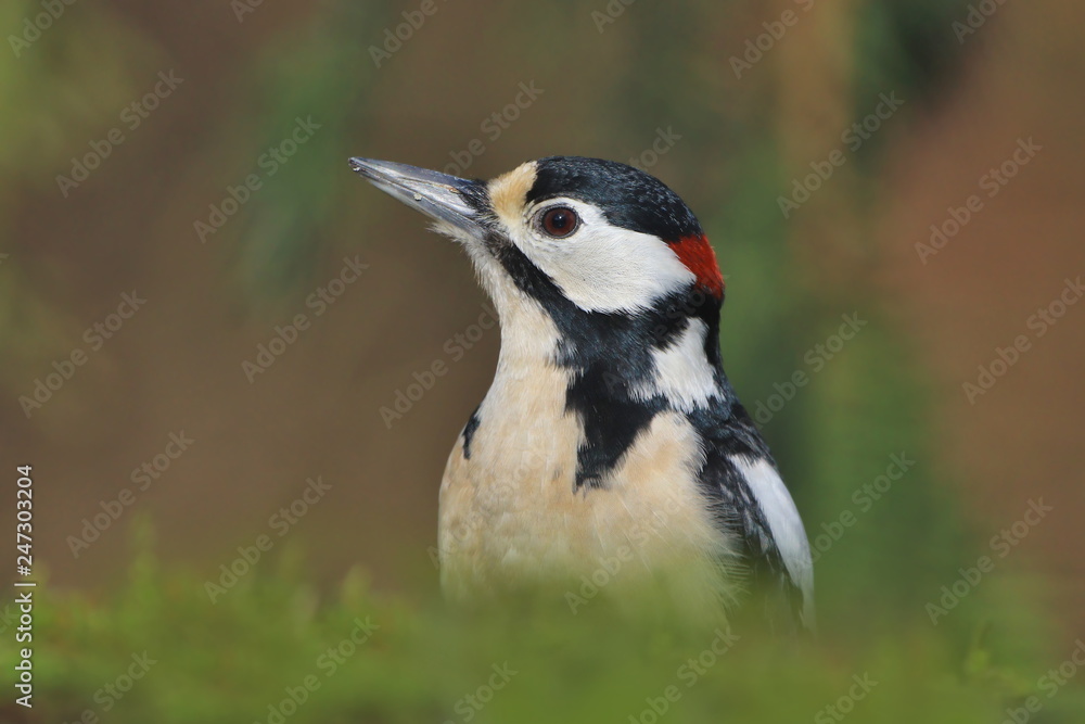 Fototapeta premium Portrait of a Great spotted woodpecker. Wildlife scene from nature. Dendrocopos major