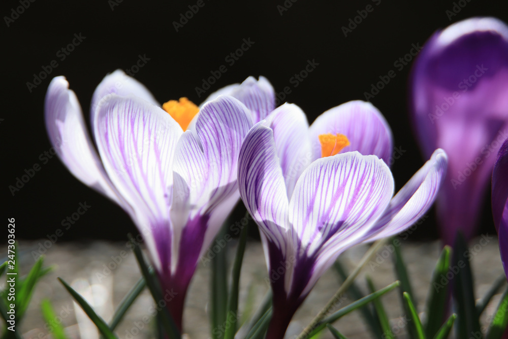 Fototapeta premium クロッカス Crocus