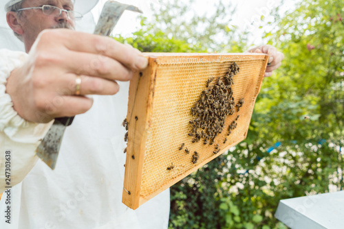 Beekeeper holding honeycomb with bees in his hands looking at it