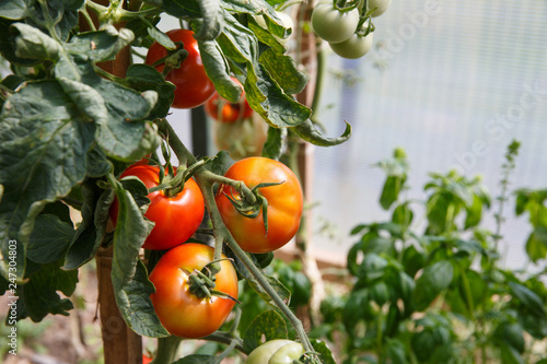 Fresh tomatoes ripening in the greenhouse