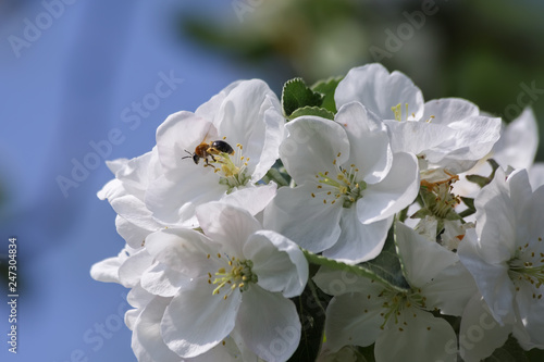 close up: insect on a branch with white flowers of apple trees in spring in bright sunlight against a blue sky