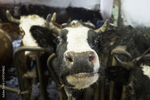 Cattle in a stall on a farm photo