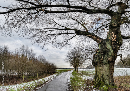 The natural monument pollard willow tree in Moers, Germany
