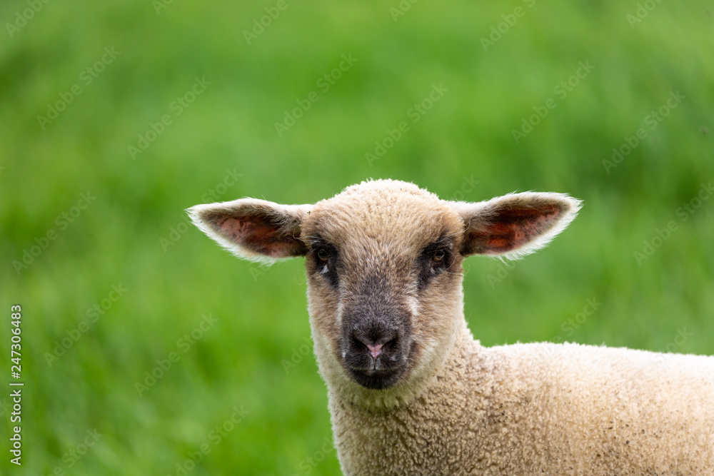 Lamb on grass field
