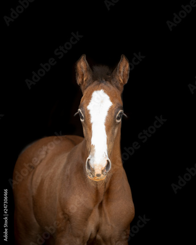 Foal Horse
