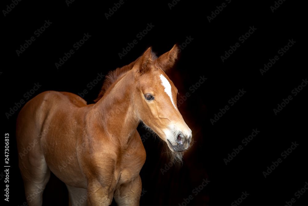 Obraz premium Foal Horse