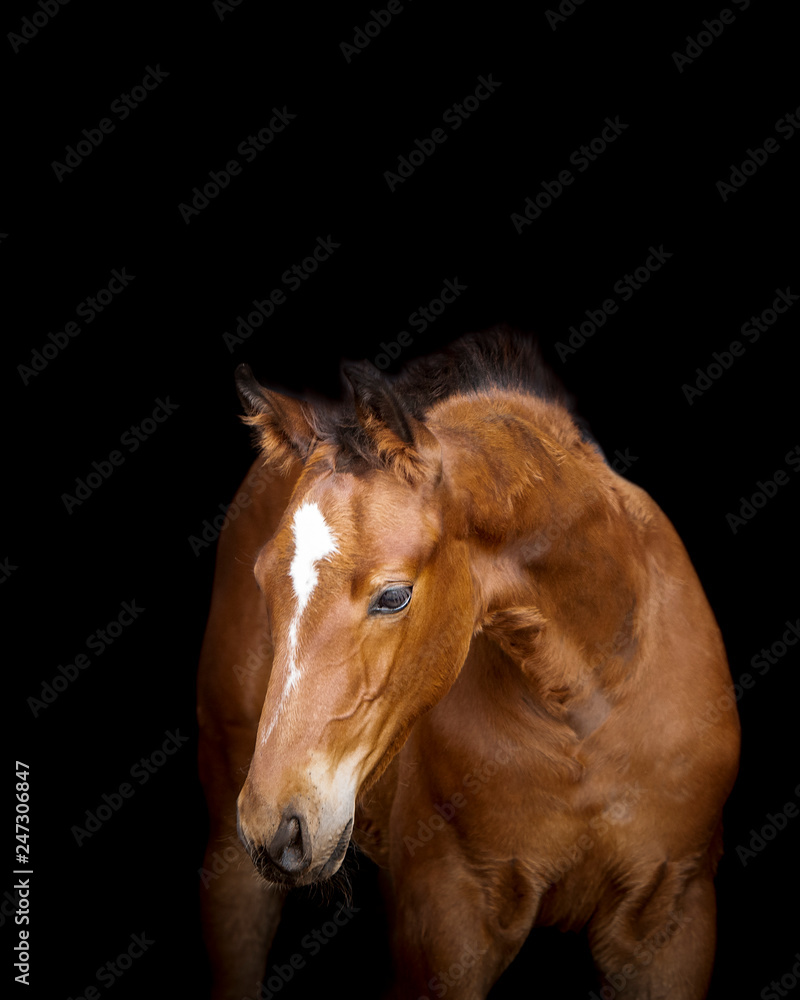 Fototapeta premium Foal Horse