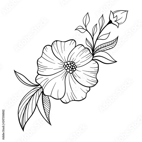 Hand drawn floral doodle background. Decorative flower for your design. Can be used for coloring page. Ideas for tattoo.