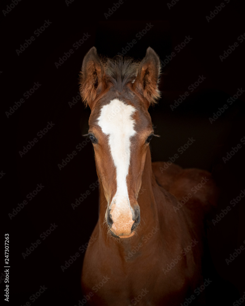 Obraz premium Foal Horse
