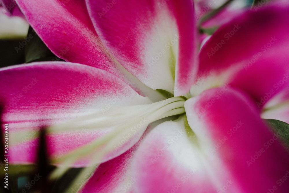 Stamen and pistil of pink flower lilies close up. Abstract Nature background. Curve of Lily Stargazer Stamen and pistil of pink flower lilies close up. Abstract Nature background. Curve of Lily Stargazer