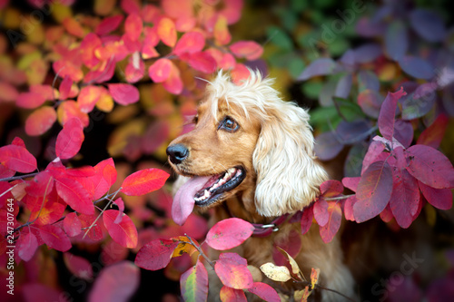 Fototapeta Naklejka Na Ścianę i Meble -  English cocker spaniel portrait outdoor in autumn park