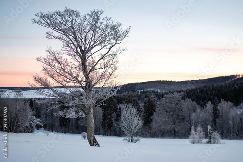 Winterlandschaft mit verschneitem Baum