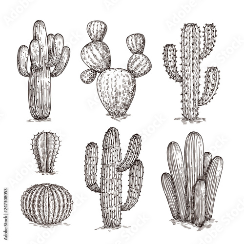 Fotografering Hand drawn cactus
