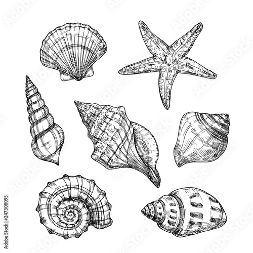 Hand drawn sea shells. Starfish shellfish tropical mollusk in vintage engraving style. Seashell isolated vector collection. Illustration of shellfish and starfish drawing