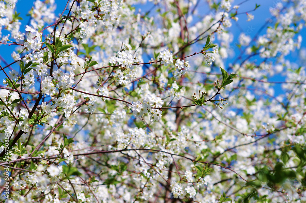 Bloomimg Spring Garden