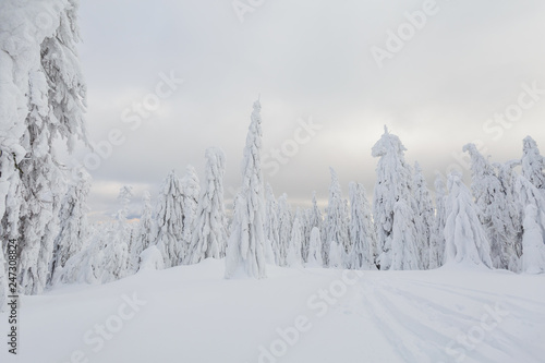 Fototapeta Naklejka Na Ścianę i Meble -  Winter skitour trekking Beskidy mountains