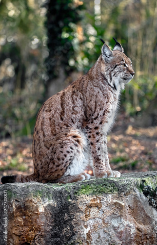 Lynx. Latin name - Lynx lynx	