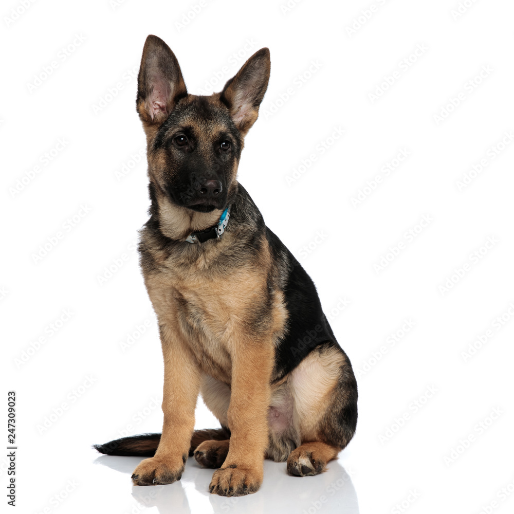 adorable german shepard with blue collar looks to side