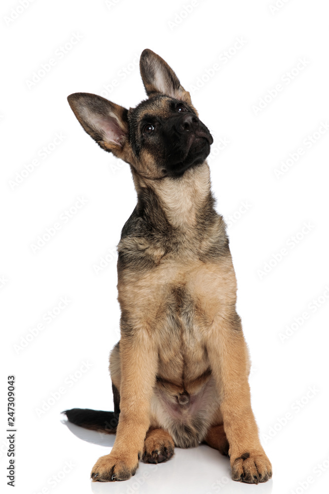 cute german shepard looks up to side while sitting