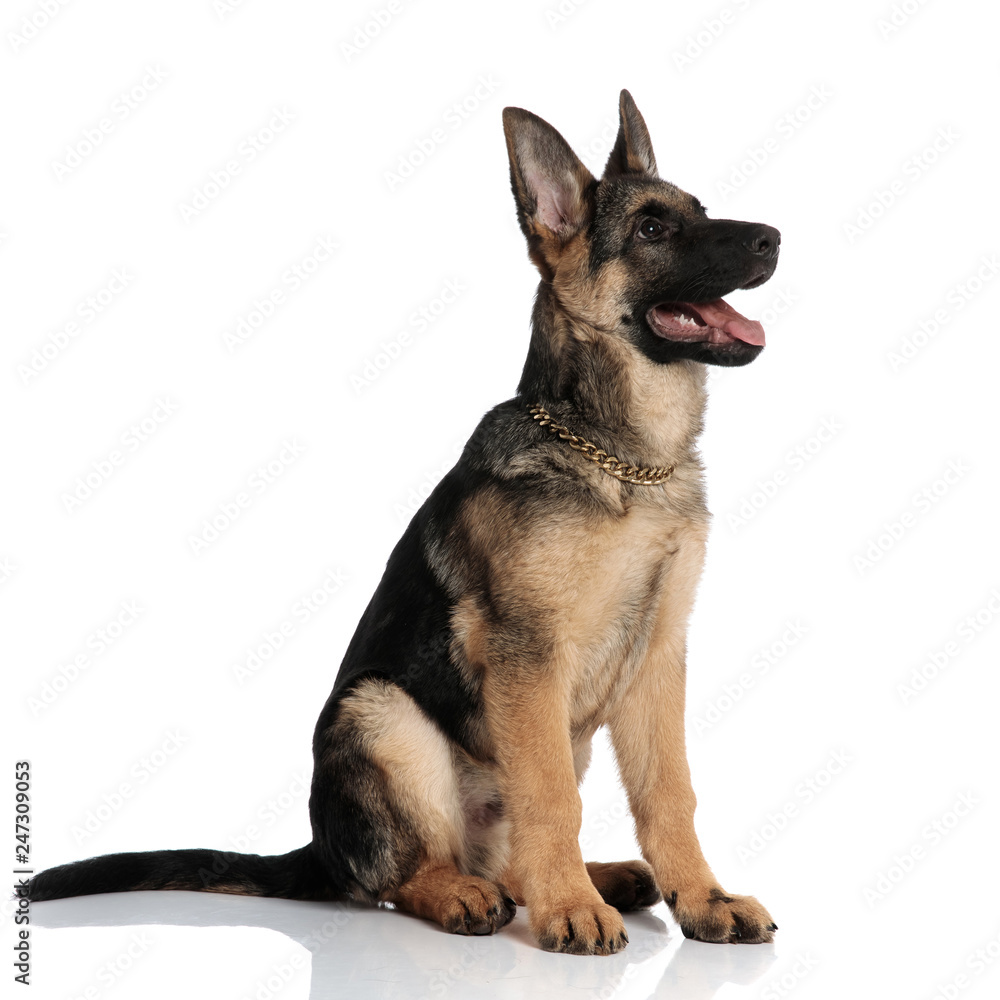 happy german shepard looks to side while wearing golden collar