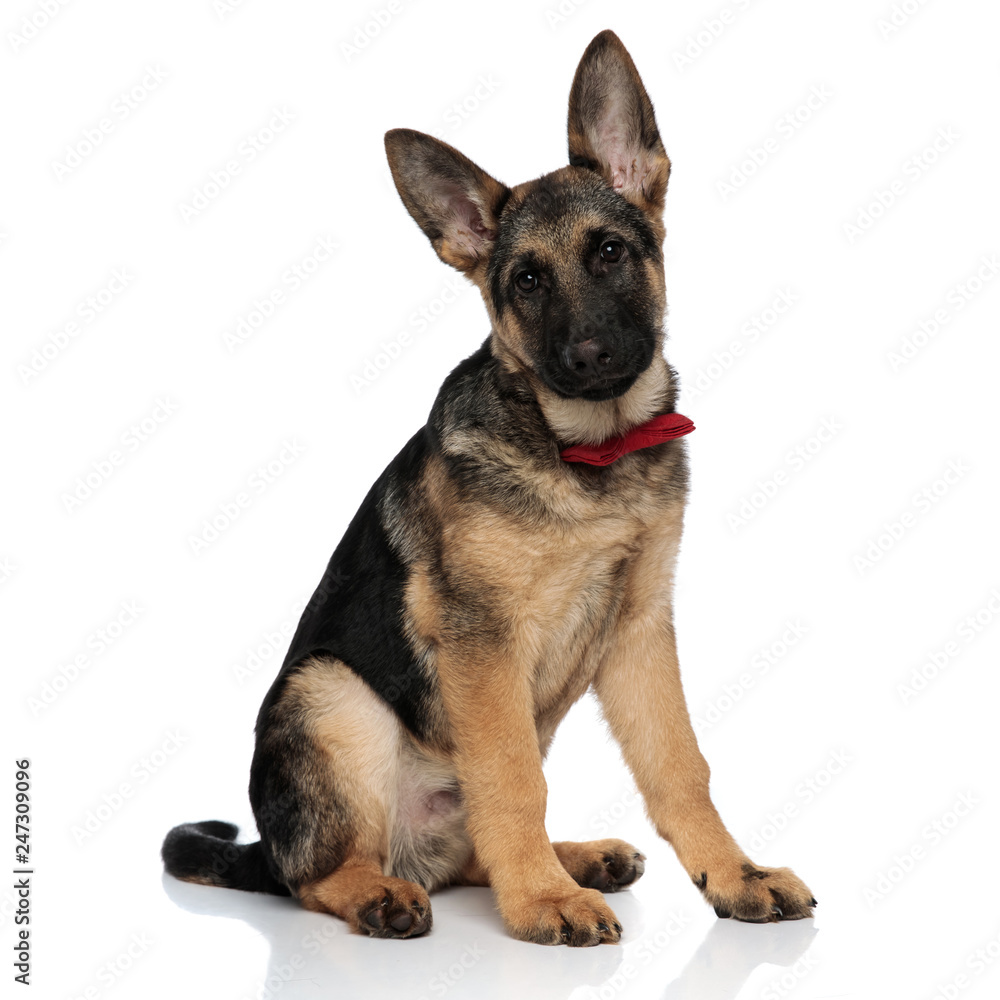 classy german shepard wearing red bowtie sits classy german shepard wearing red bowtie sits