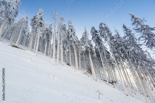 Fototapeta Naklejka Na Ścianę i Meble -  Winter skitour trekking Beskidy mountains