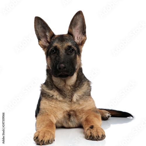 cute black and brown wold dog relaxing