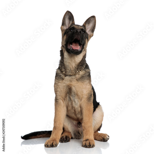 surprised german shepard wearing gold collar looks up