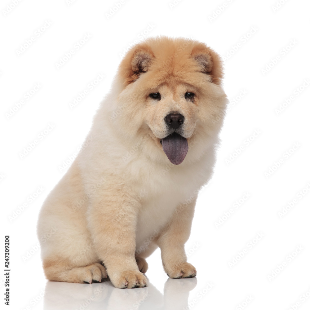 chow chow with blue tongue exposed looks down to side chow chow with blue tongue exposed looks down to side