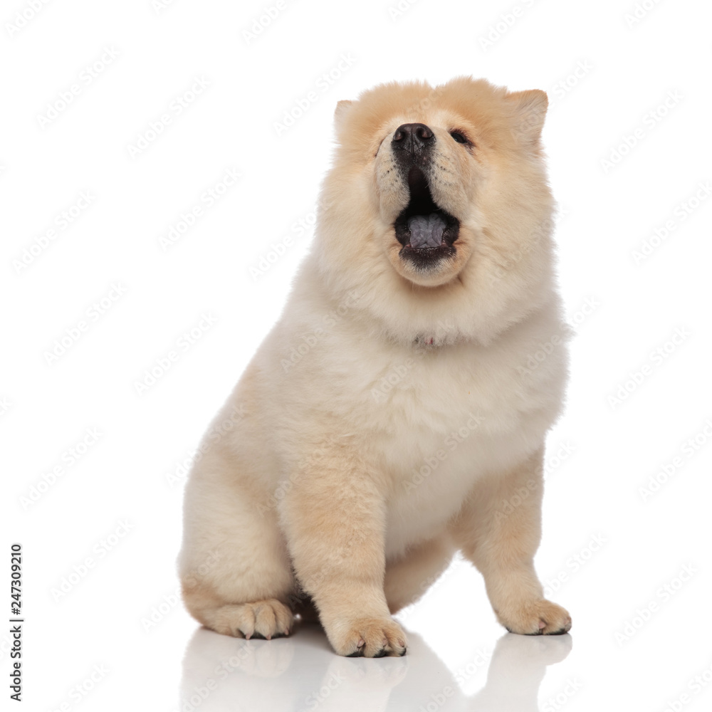 adorable yellow chow chow sitting with mouth open adorable yellow chow chow sitting with mouth open