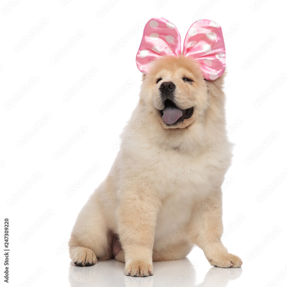 Pink chow chow best sale