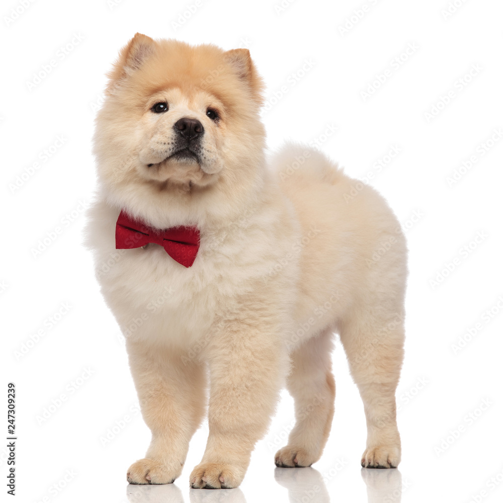 sad chow chow wearing elegant red bowtie looks to side sad chow chow wearing elegant red bowtie looks to side