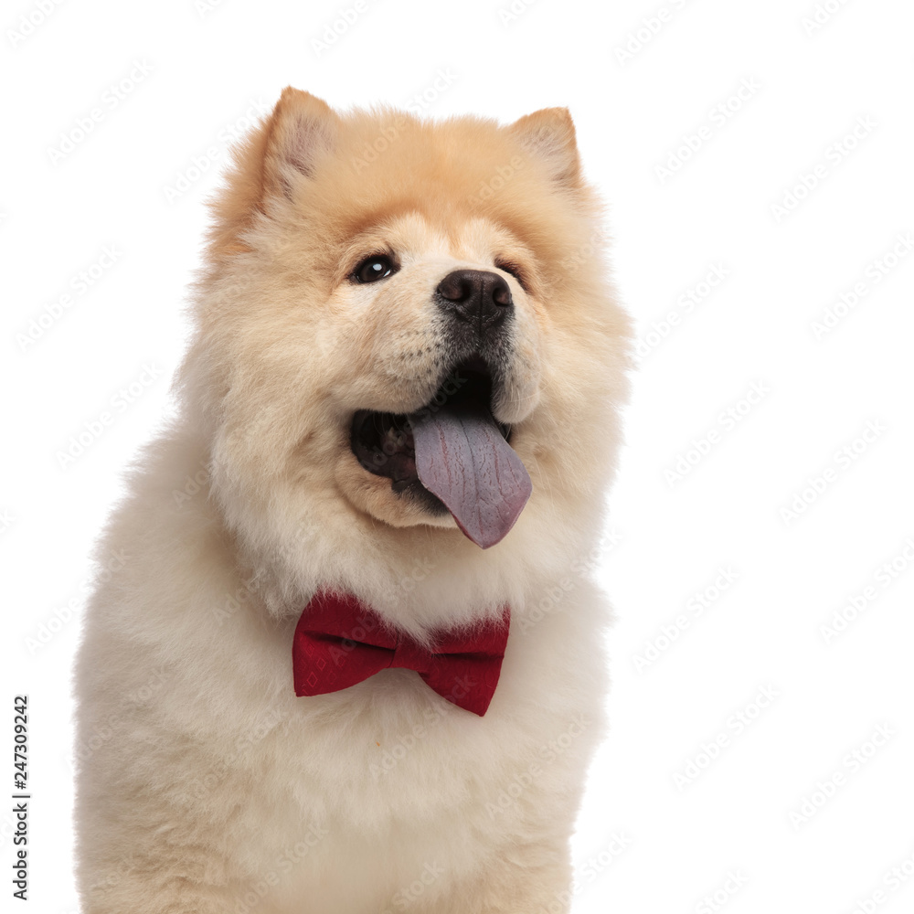close up of classy chow chow looking up to side close up of classy chow chow looking up to side