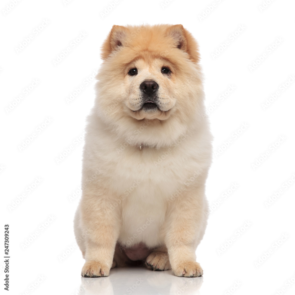 cute female chow chow with yellow fur sitting cute female chow chow with yellow fur sitting