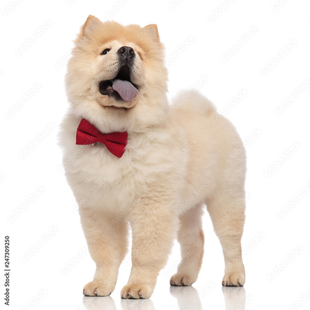 excited chow chow with red bowtie looks up to side excited chow chow with red bowtie looks up to side