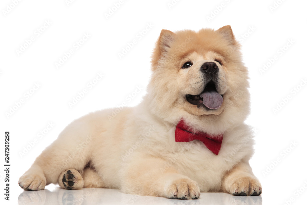 happy chow chow with bowtie panting while resting happy chow chow with bowtie panting while resting