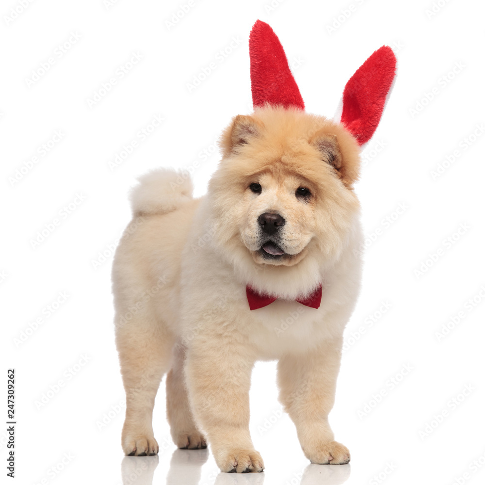 gentleman chow chow wearing red easter bunny ears pants