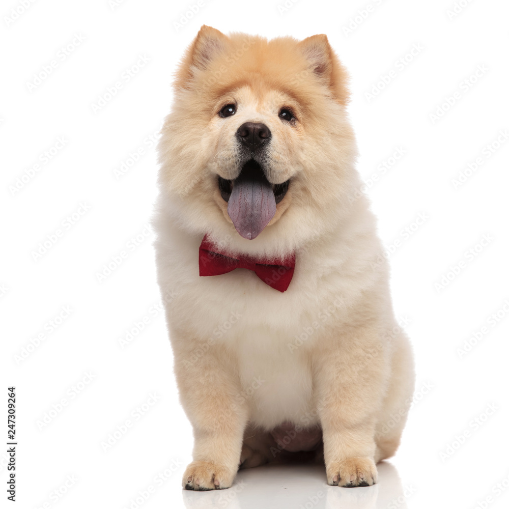gentleman chow chow sitting and looking excited while panting