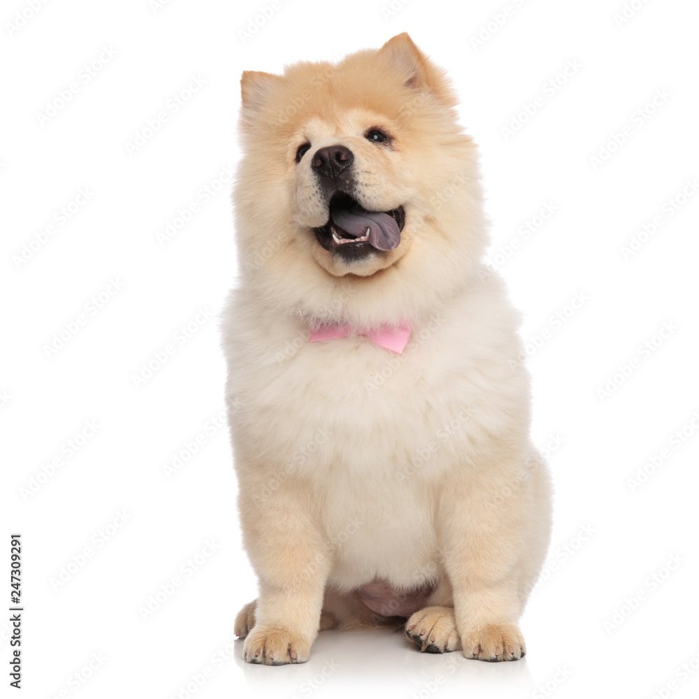 eager chow chow wearing pink bowtie sits and looks up eager chow chow wearing pink bowtie sits and looks up