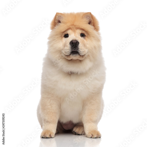 cute female chow chow with yellow fur sitting