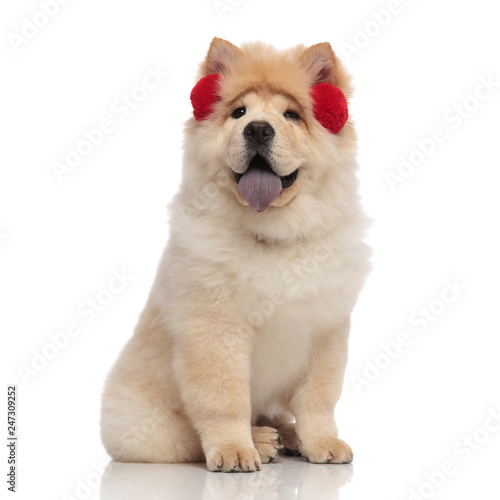 adorable chow chow wearing red winter earmuffs with tongue exposed