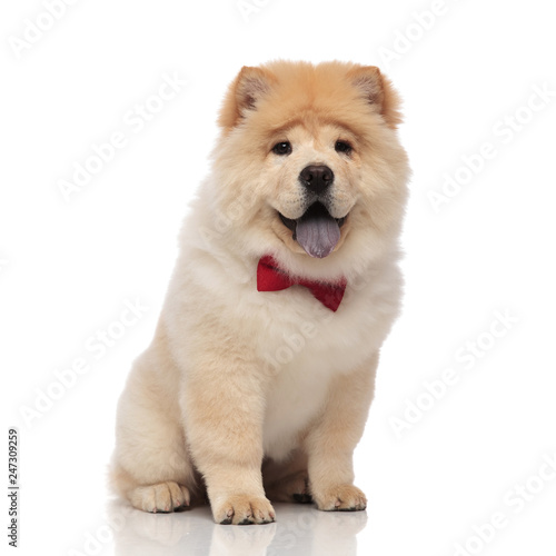 adorable chow chow wearing red bowtie sitting with tongue exposed