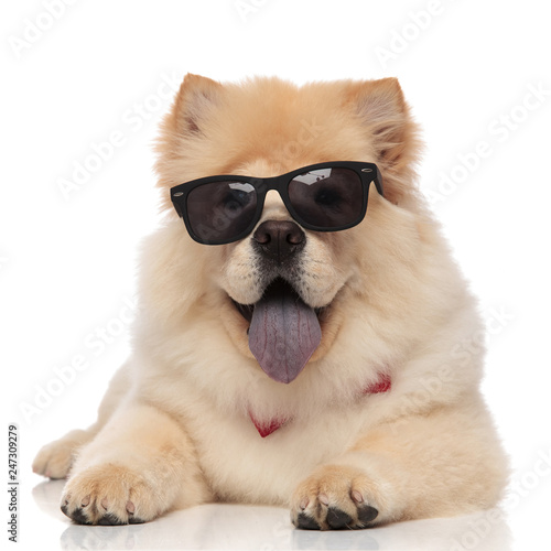 cute chow chow wearing bowtie and sunglasses panting