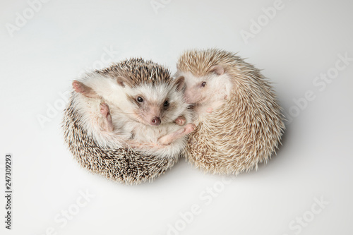 cute african dwarf hedgehog couple resting on back