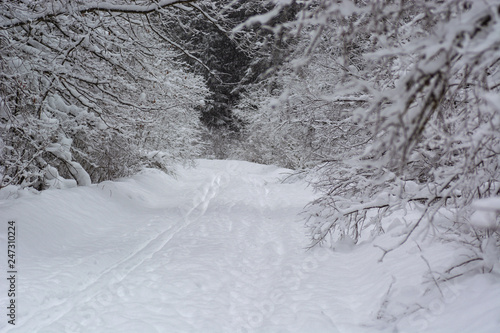 Ski road in the forest