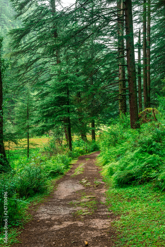 dense tropical jungle trek and rainforest in himalayas  Sainj Valley  Himachal Pradesh  India